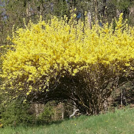 Waldfrieden