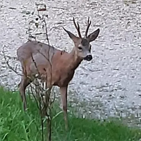 Waldfrieden Lassnitzhoehe