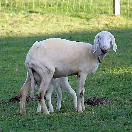 Waldfrieden