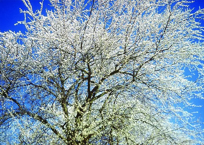 Waldfrieden Nocleg ze śniadaniem