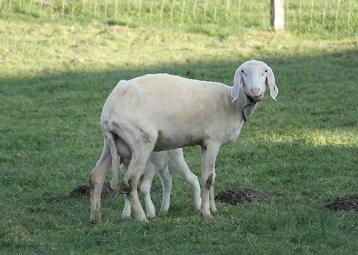 Waldfrieden Nocleg ze śniadaniem